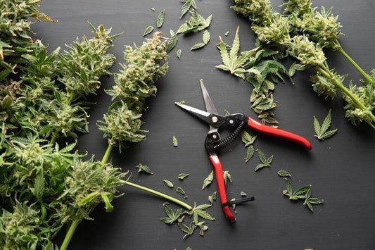 How to Efficiently Trim Cannabis - BudJuice