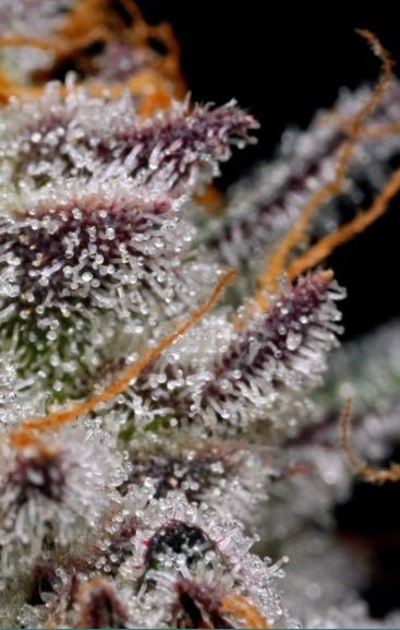 What are Terpenoids? - BudJuice