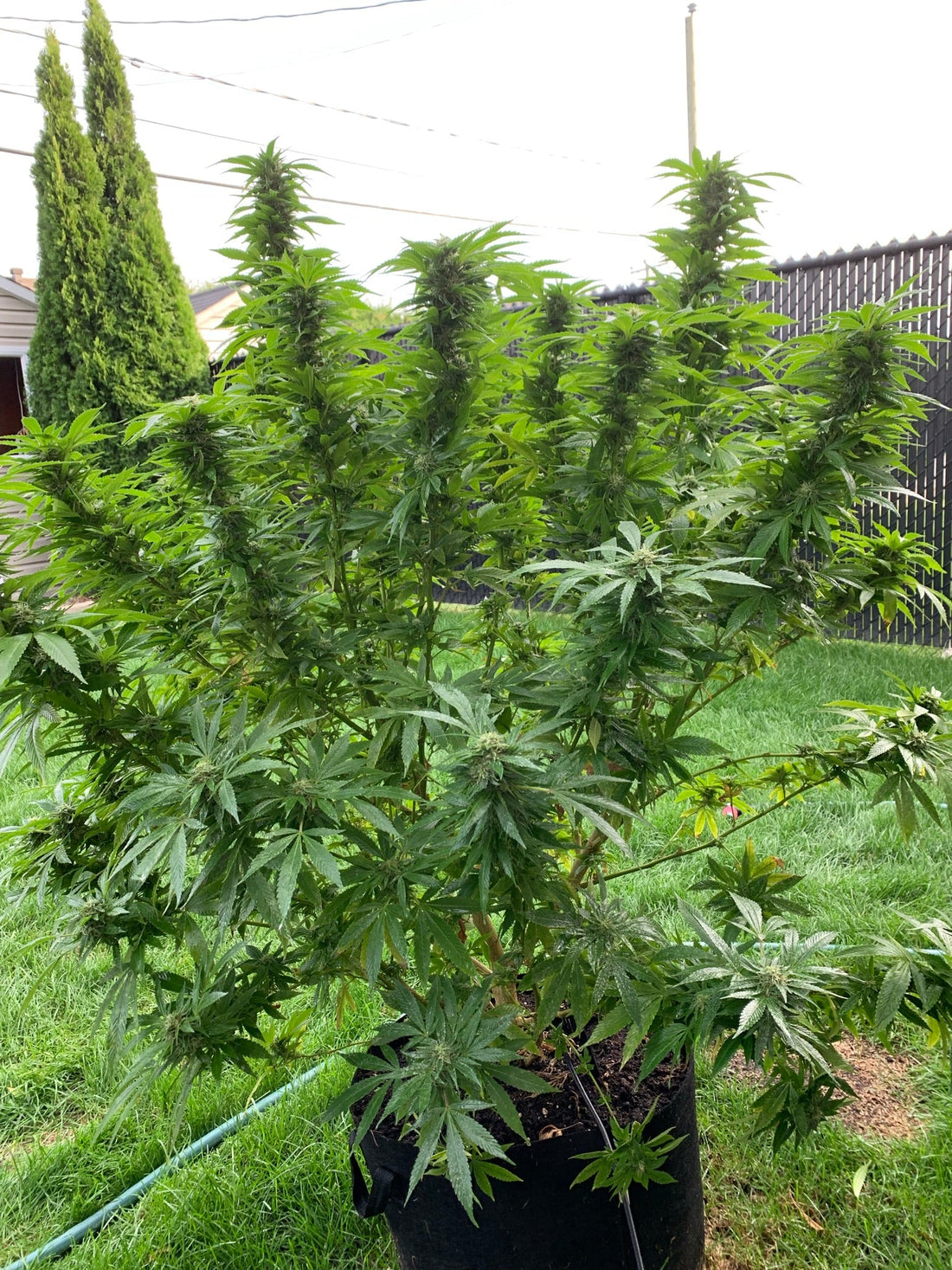 When is the best time to harvest your flower? - BudJuice